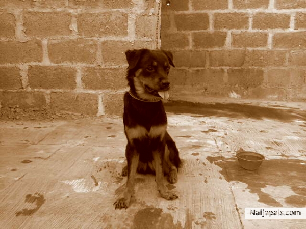 i love my dog - click for next photo