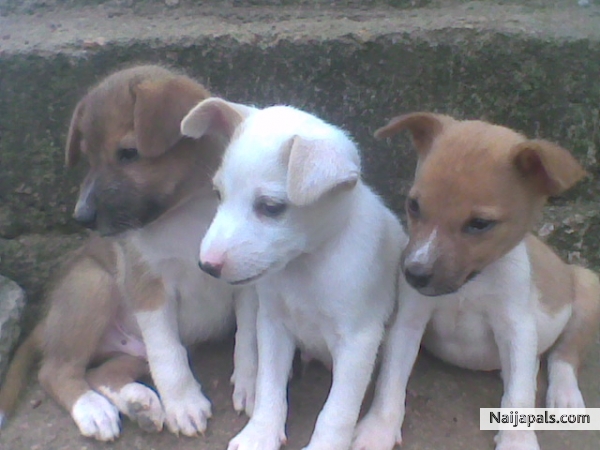 My puppies miss dem - click for next photo