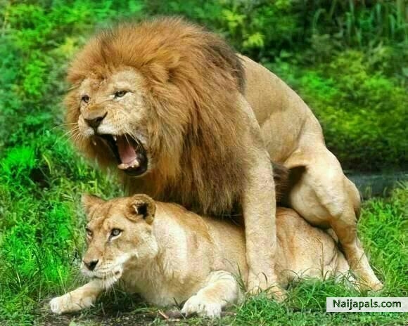 enimal love - click for next photo