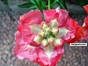 i love you - click for next photo