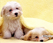 as cute as i do - click for next photo