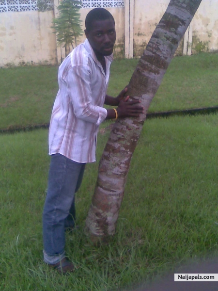 palmside - click for next photo