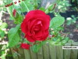  - click for next photo
