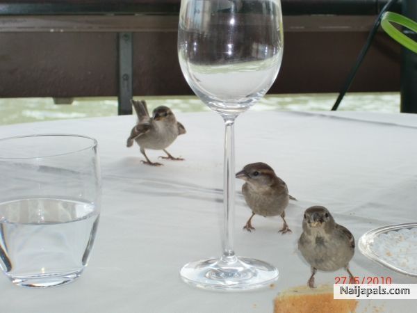 Two is company, three is definitely a crowd!! - click for next photo