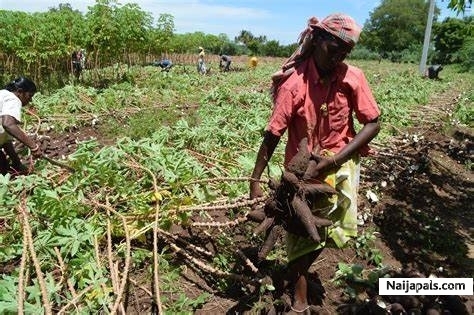 downloading crops - click for next photo