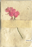 Agape love - click for next photo