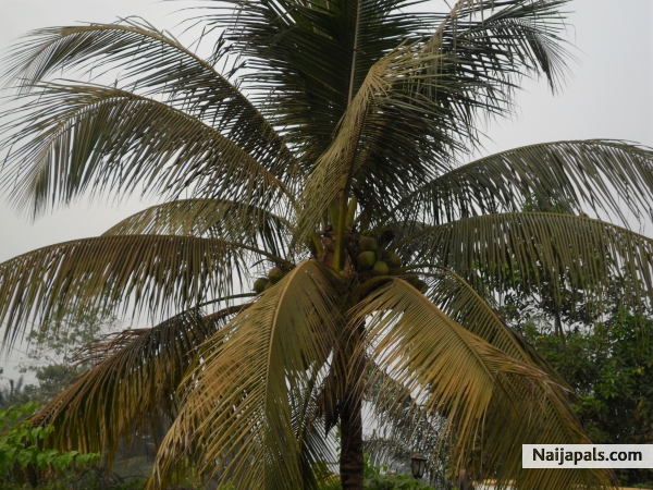 Like the palm.... - click for next photo
