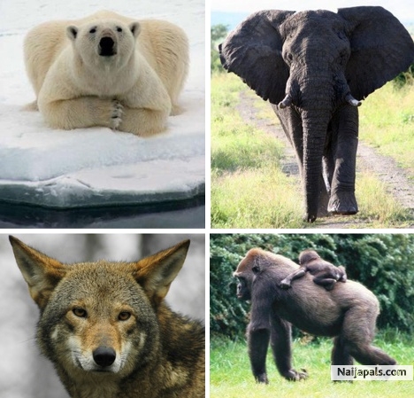 wildlife - click for next photo