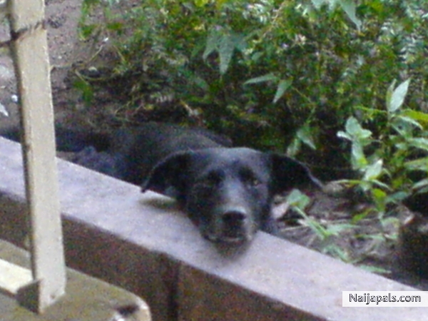 MI UNCLE' S BLACK DOG..... - click for next photo