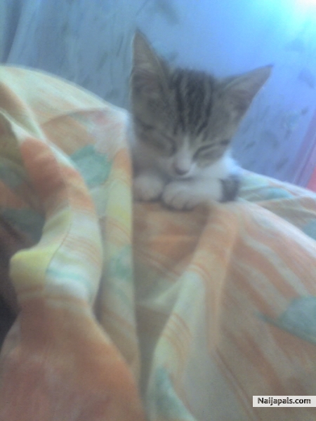 TAKING OUR CAT NAP!!! - click for next photo