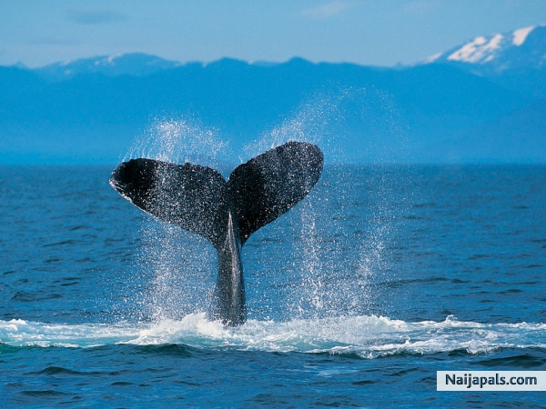 The love of a whale - click for next photo