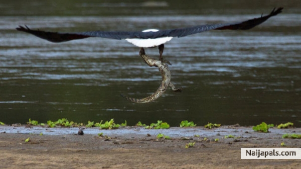 Eagle wt crocodile - click for next photo