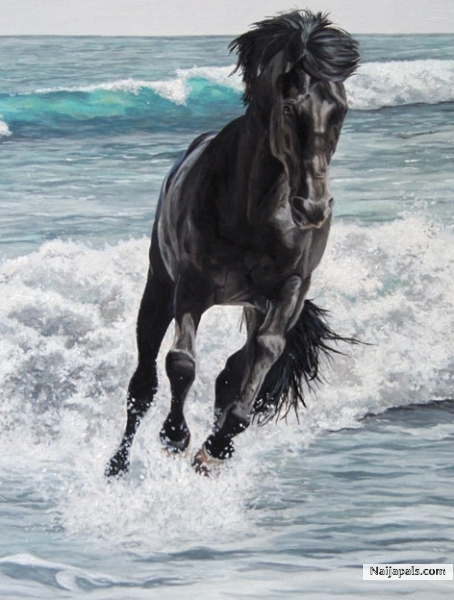 Stallion - click for next photo