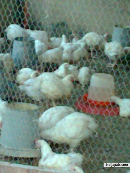 Chick - click for next photo