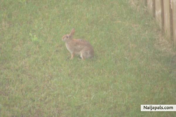 I am this rabbit - click for next photo