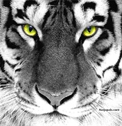 Rrrrrraarrrrrrr! !! !!! - click for next photo