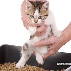 Catty - click for next photo