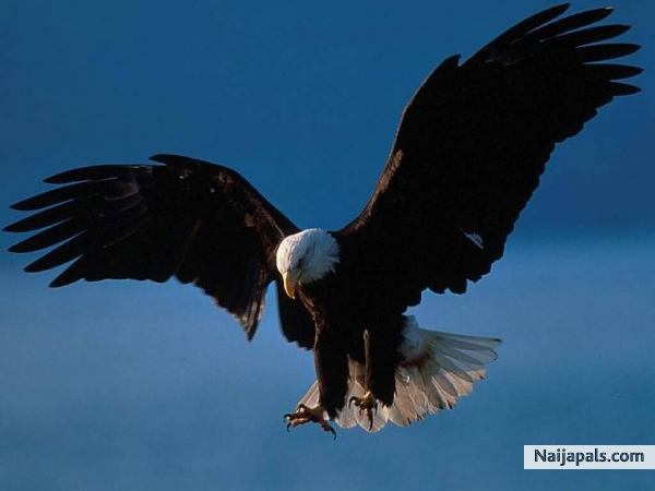 AM AN EAGLE - click for next photo