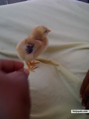 MY PET CHICK SARAYA,SAVED FROM THE POT!!!!! - click for next photo
