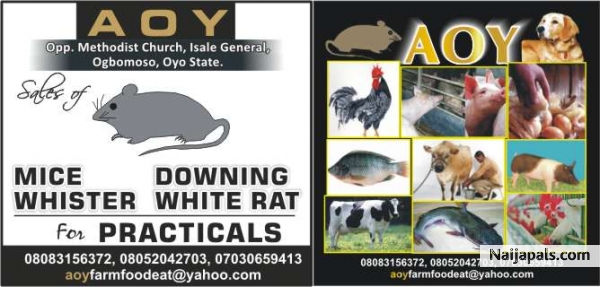 ATOYEBI - click for next photo