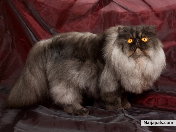 I had to take the foto of a cat that thinks it lives along the way to paris. (did it loose its Naijapals Profile #iD.)? - click for next photo