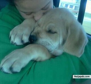 my daughter and our puppy at 12 weeks old sleepin - click for next photo