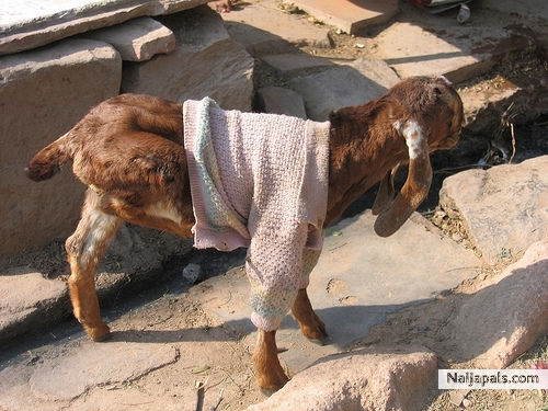TELL ME HU DIS GOAT LOOK LIKE - click for next photo