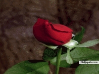 LOVE - click for next photo