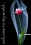my love - click for next photo
