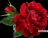 red rose - click for next photo