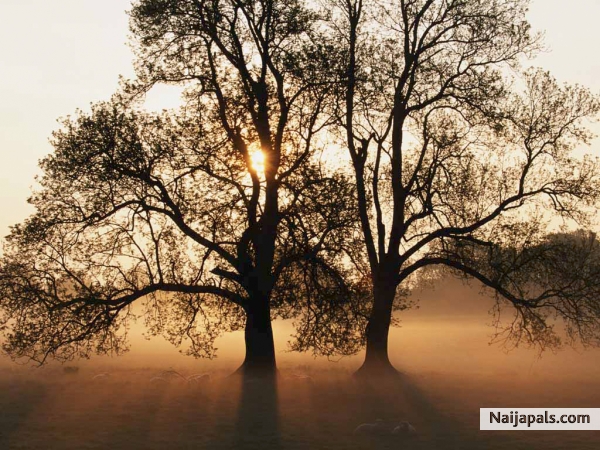 nice - click for next photo