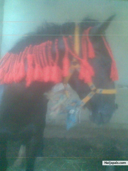 Love ma Horse *POLO~kings Game.. - click for next photo