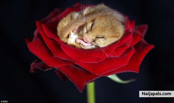 cute - click for next photo
