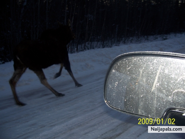 On a moose chase.... - click for next photo