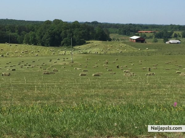 today is a beautiful, I think it is so pretty when they bail the hay - click for next photo