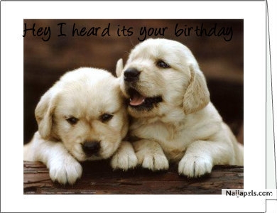 My puppys - click for next photo