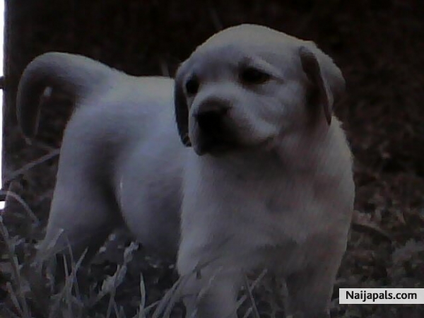 FINE PET - click for next photo