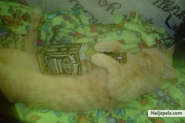 funnnnnnnnnn - click for next photo