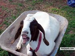 ma swt goat - click for next photo