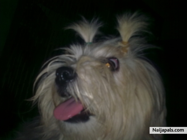 me lil dog - click for next photo