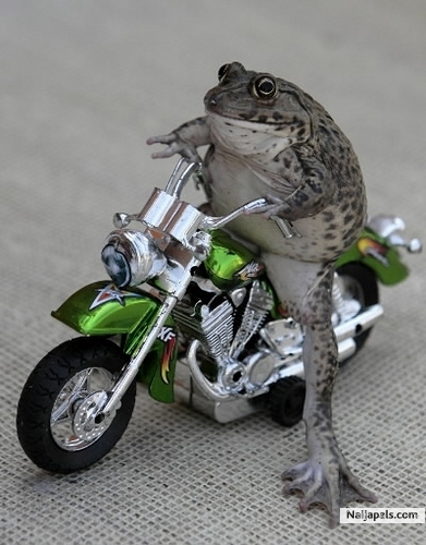 Need a ride???????? - click for next photo