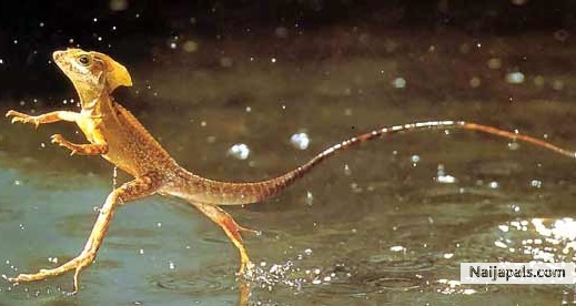 the running lizard - click for next photo