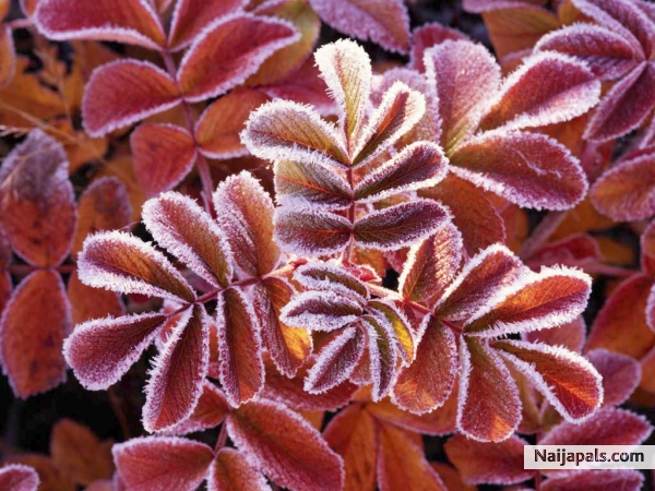 Like the winter leaves that never dry - click for next photo