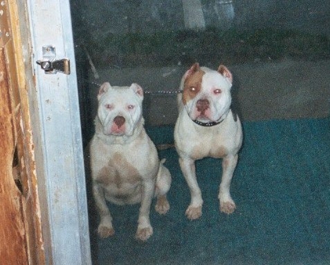 These are my love pets ,billy and mandy - click for next photo