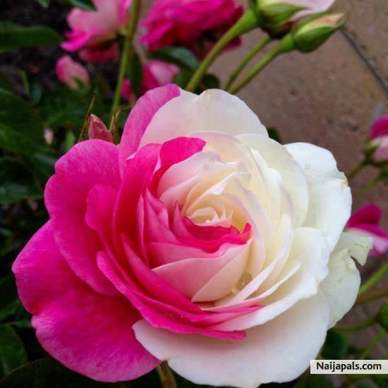 - click for next photo