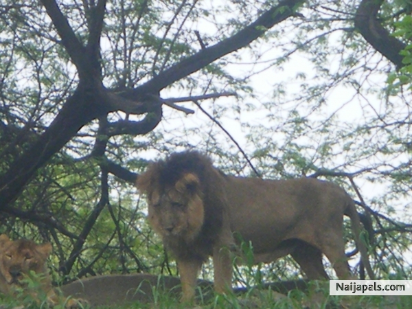 KING - click for next photo