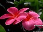 My flower - click for next photo