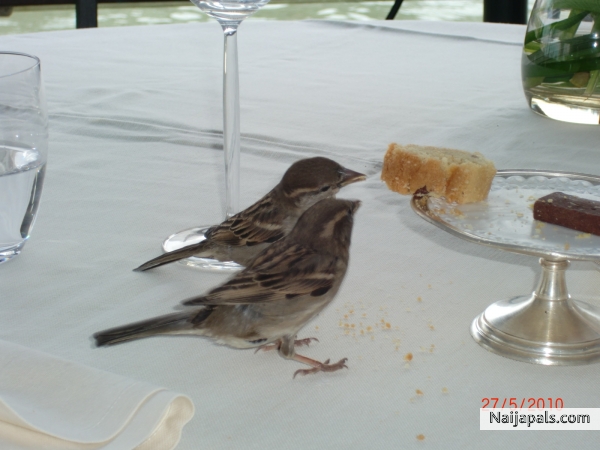 Love birds! enjoying leftovers ( from wasteful humans)! - click for next photo