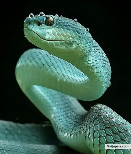 Hello the name is poison and whom are you my pal . - click for next photo