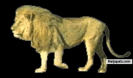 The Lion of the Tribe of Judah - click for next photo
